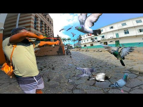 SLINGSHOT HUNTING, FOR PIGEONS AND DOVE IN THE CITY KINGSTOWN