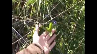 Foraging For Wild Strawberries