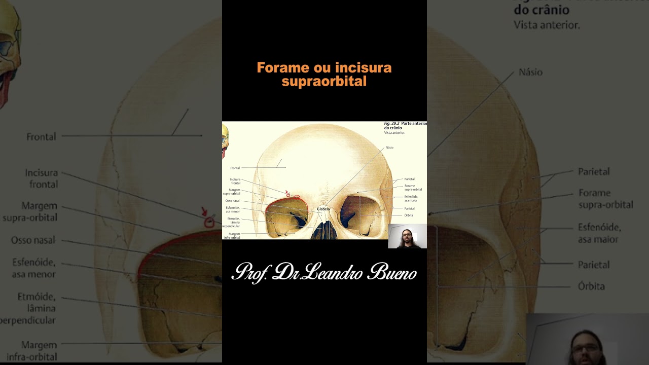 O Que é Incisura Anatomia O Que é Incisura Anatomia