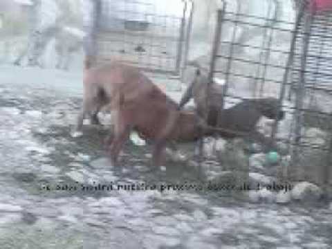 HEVIA-HASSAN-IKER-IKARO DE VILLALBA Y CAMADA J