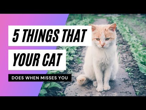 5 things your cat does when misses you
