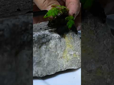 モダンな造園庭の境界線コルテン鋼