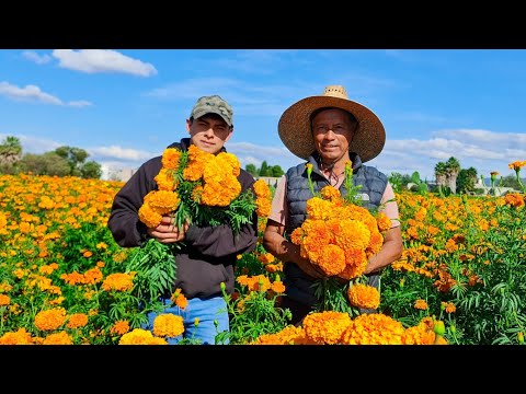 This is how the marigold flower is grown - Day of the Dead flower