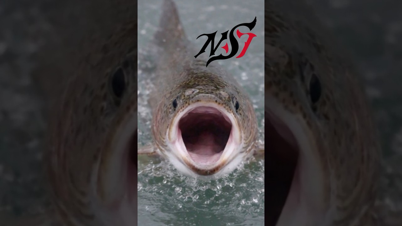 追ってきた魚がバイトを諦める瞬間実録！！#エリアトラウト #ネオスタイル #縦釣り #バーティカルフィッシング