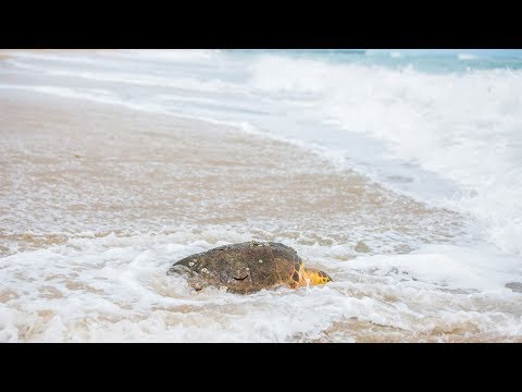 Release of Ricotta the Loggerhead Sea Turtle