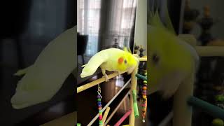 Download lagu suara burung falk mp3