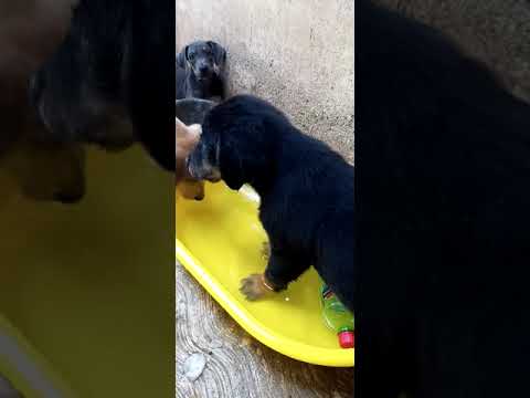 cachorro tiene calor