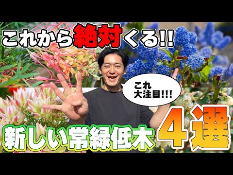 青い花を持つ常緑低木シャクナゲの庭