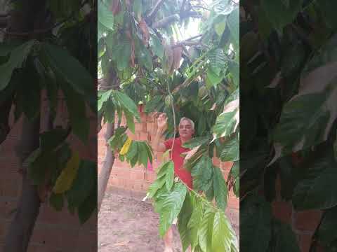 Hora de colher cacau. Pessoal, não estou no sul da Bahia e sim em Campestre do MA