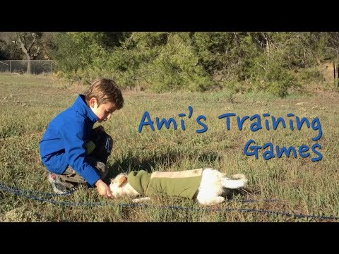 Dog Games for Kids