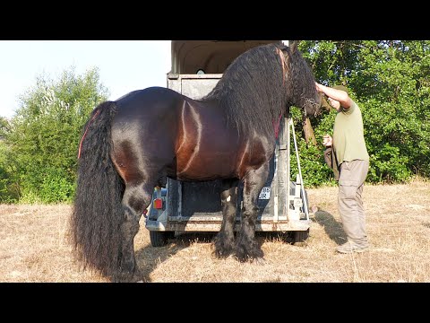 Armăsar pentru montă Jaru original Levi de la Uriu - Bistrita Nasaud 2022