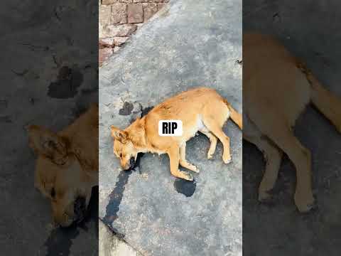 #rip #doglover #dogowner #dogs #dog #dogshorts #doglife