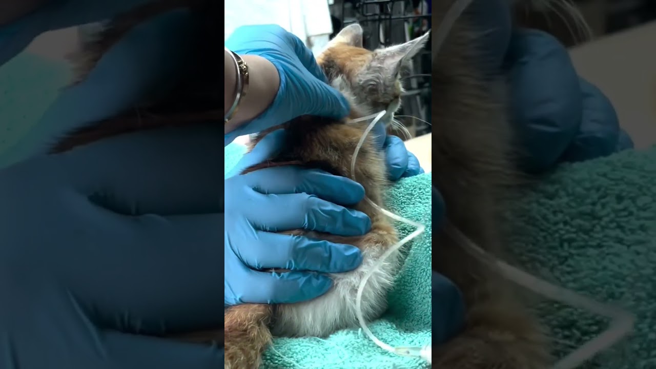 Helping a sick kitten