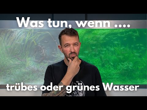 What to do if you have cloudy or green water?