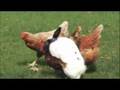 RABBIT VS CHICKEN