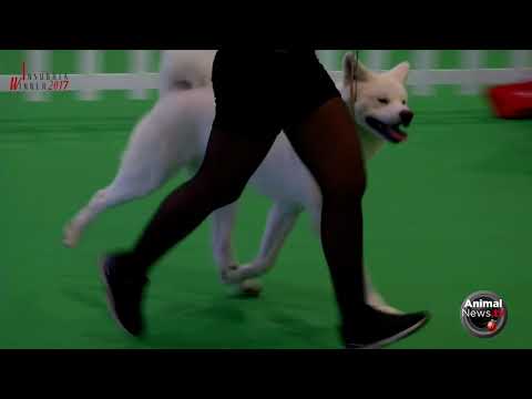 International Sedriano 2017 - Friday - Akita