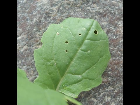 135. Feldexkursion: Strohschicht verschlechtert den Feldaufgang - NU Agrar, 11.09.2019