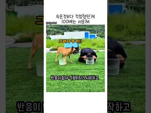 세기의 대결에서 꼼수부린 주인의 최후 ㅋㅋ  #강아지 #shorts