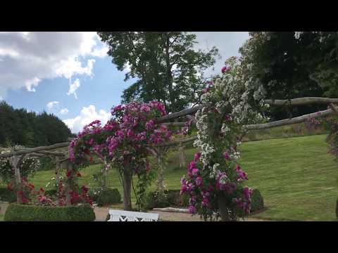 3 underbara ätbara saker du kan göra med rosor