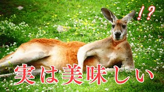 世界で食べられている意外な動物たち５選