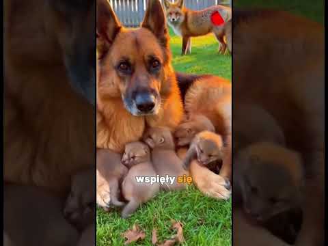 Ten owczarek pomógł małym liskom #pies  #historia  #zwierzaki #animals #helping #fox