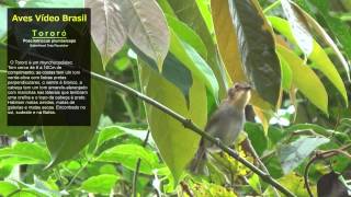 preview picture of video 'Tororó / Ochre-faced Tody-Flycatcher (Poecilotriccus plumbeiceps)'