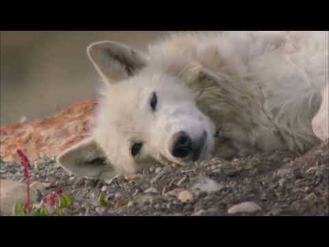 Documentales de la BBC presenta: La manada de lobo ártico y yo