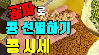 공짜로 5톤 메주콩 하루에 선별하기  메주콩시세는?  농협수매단가