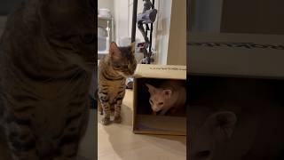 隠れ家を見つけた猫アレクサンドラ【スフィンクス】