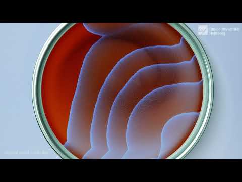 Full-length chemistry experiment (Belousov-Zhabotinsky reaction)