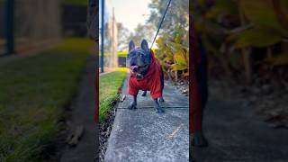 いつもハッピーな愛犬フィリックスの日常