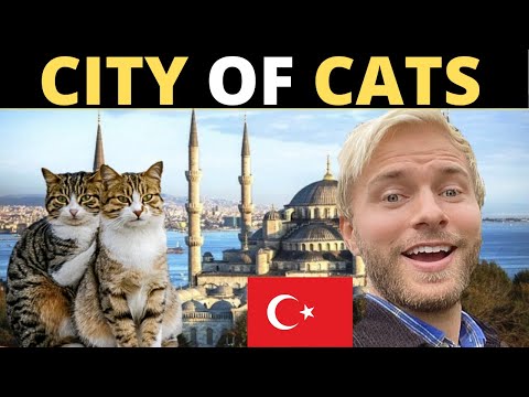 The CITY of CATS? (Turkey)