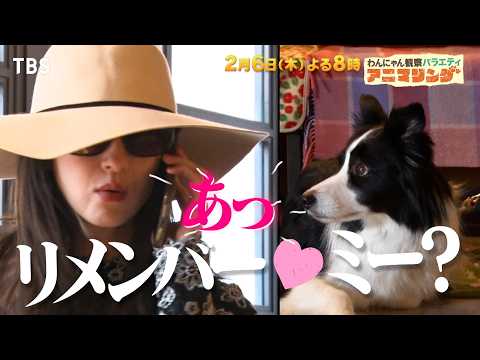 セレブ変装した松本若菜がドラマ共演犬と再会!覚えてる??『アニマリング』2/6(木)【TBS】