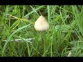 Documentary Drugs - Manna - The Psilocybin Mushroom