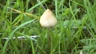 Manna - psilocybin mushroom inspired documentary - by Simon G. Powell