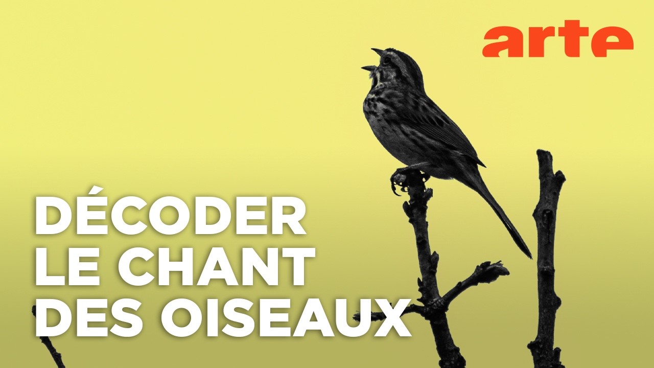 Langue des oiseaux | Documentaire | La Lucarne | ARTE