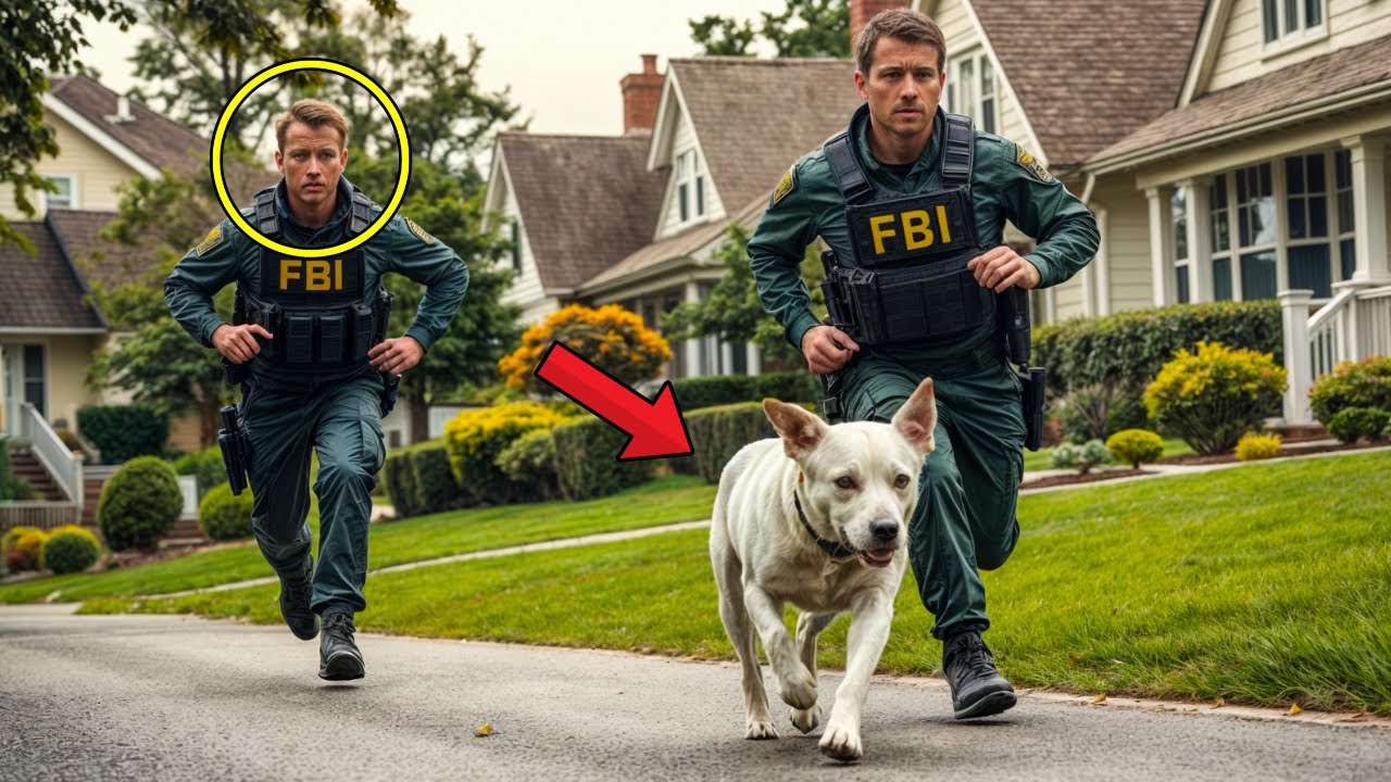 Fbi agents follow a street dog and when following him, they were shocked when arriving at the place