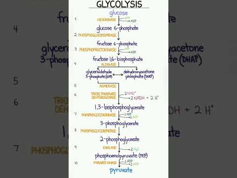 Glycolysis biochemistry