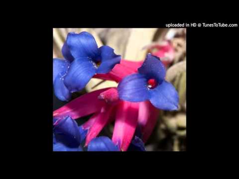 Today's Tango Is... Clavel Del Aire - Carlos Di Sarli 26-06-1952