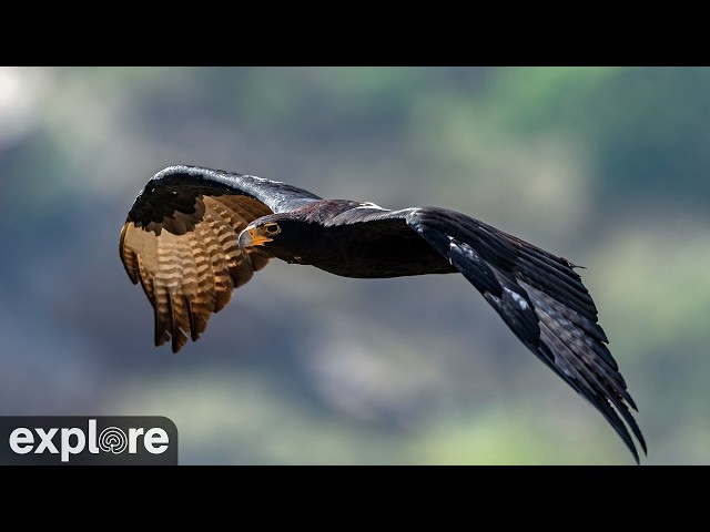 セラティ動物保護区 クロワシ（ヴェローの鷲）巣
