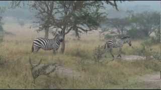 preview picture of video 'Wandelsafari in Lake Mburo National Park - 2012'