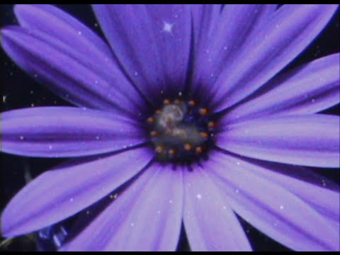 The Parallelograms - Flowers (In a Vast Field of Stars)