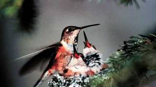 Sudestada-Los Piojos