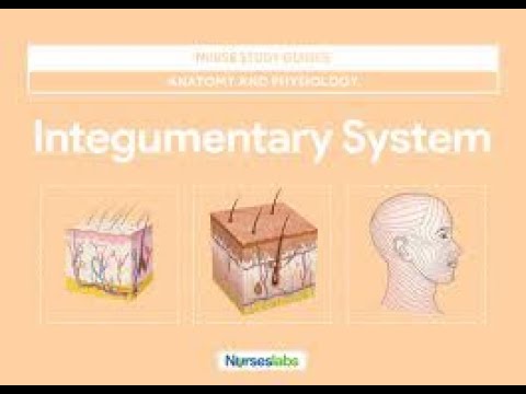 Integumentary System Part 1
