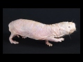 A Z Animals Request By Stelios Papas Part 2