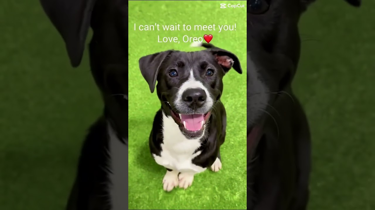 Enlarge Oreo, a Adoptable mixed breed in Joliet, IL video 6/6
