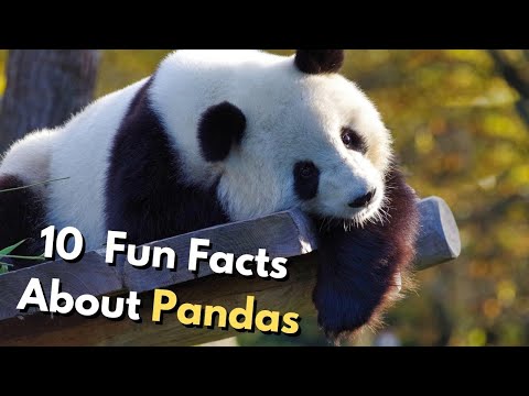 15 Fun Facts About PANDAS