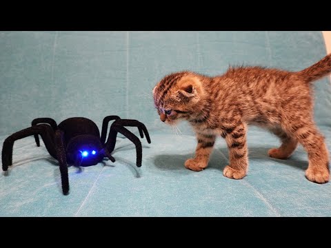 Cat vs Spider - My kitten goes through a 3 levels game