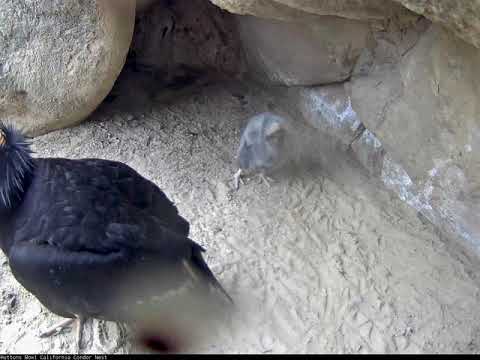 Hutton's Bowl Chick Practices Wing Flapping Next to Female #289 – May 12, 2018