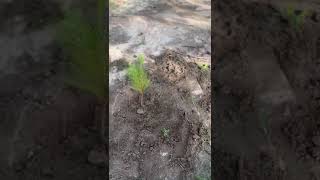 Download lagu Paul Kalumba plants Pine mp3 Download lagu Paul Kalumba plants Pine mp3